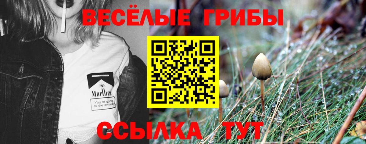 дарнет шоп  Псилоцибиновые грибы мухоморы  Вход с VPN  Усть-Илимск 